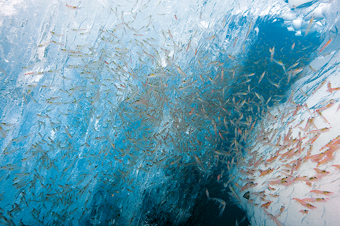 Krill feeding on phytoplankton in the South Atlantic © Paul Nicklen/National Geographic Creative