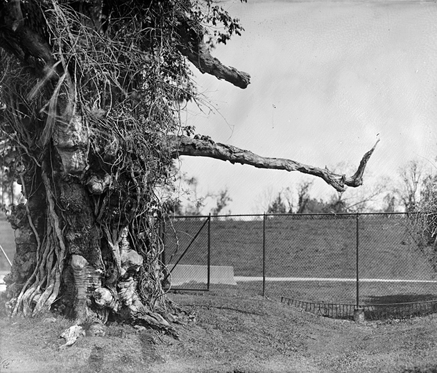 Tree, Gillis W. Long National Guard facility. © Lisa Elmaleh