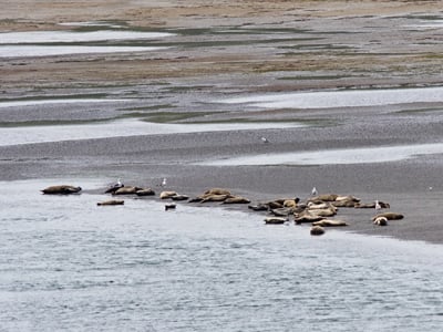 Seals, Drakes Estero. ©© Alan Grinberg (Flickr)