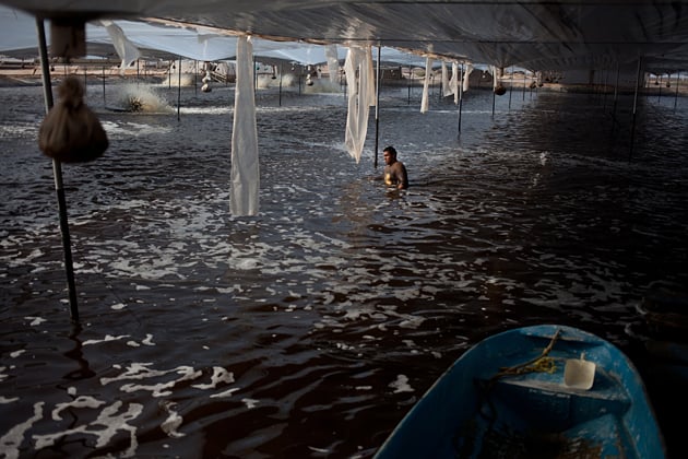 A worker at a shrimp farm vacuums waste from a pond, Sea of Cortez, Mexico. © Dominic Bracco II