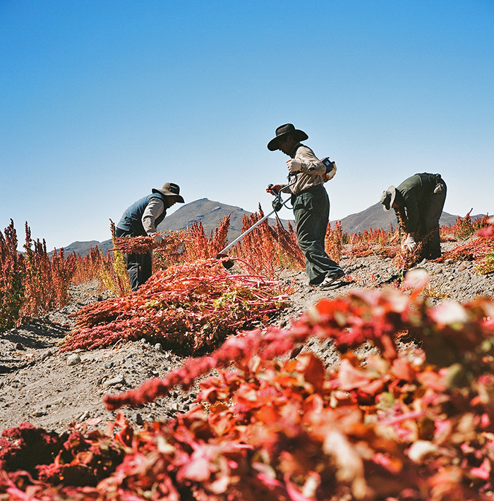 Quinoa harvesters in Jirira, Bolivia © Lisa M. Hamilton