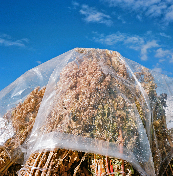 Harvested quinoa, Viacha, Bolivia © Lisa M. Hamilton