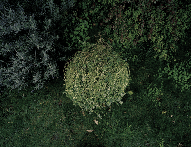 “Clover Tangle,” a photograph by David Wolf