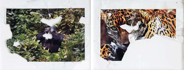 “Silverback Gorilla,” and “Jaguar,” from the Posters Bitten by the Artist’s Dog series, by Iván Krassoievitch. Courtesy the artist and Machete, Mexico City and Buenos Aires