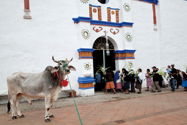 A sacrificial bull standing in front of the church in San Pedro Cajonos, Oaxaca, after being led around town in a procession. All photographs © Jorge Santiago