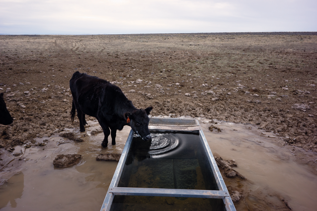 A cow drinks on a section of the Jarbidge where herbicide spraying, trampling, and the planting of exotic grasses like cheatgrass have destroyed the native vegetation and ground cover. Photograph by Tomas van Houtryve