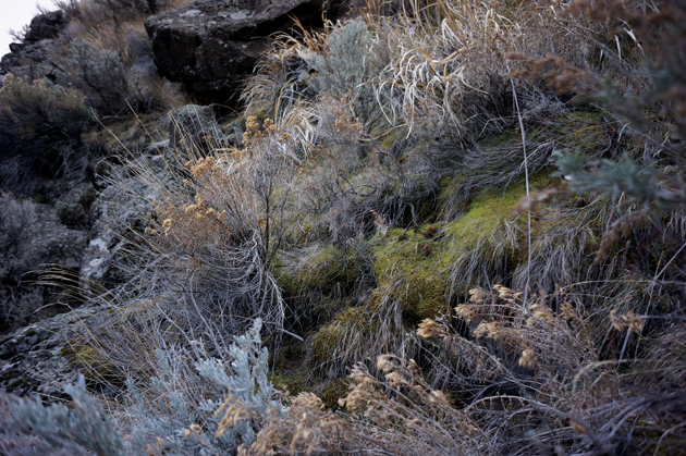 Along the canyon edges of Salmon Falls Creek, an area too steep for cows to trample, on the Jarbidge. A macrobiotic crust and thick ground cover are indications of healthy soil, which supports the plant life necessary for sage grouse and other native animals. Photograph by Tomas van Houtryve