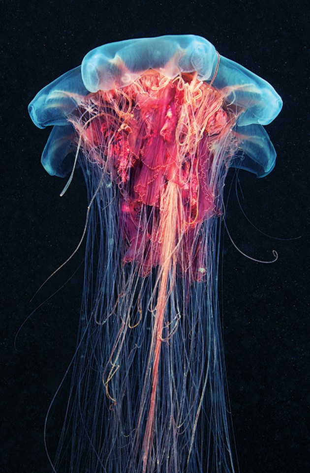 Photograph of a Cyanea capillata (lion’s mane jellyfish) by Alexander Semenov
