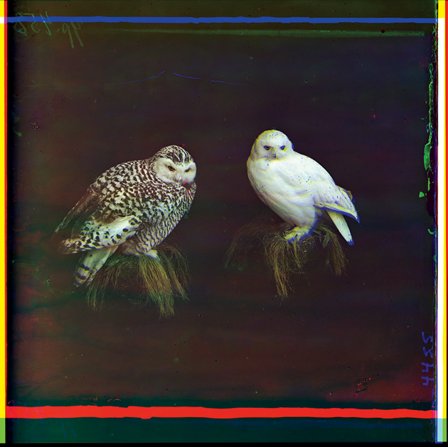 “Ural owls. From the collection of N. P. Alin in Cherdyn,” 1910, by Sergei Mikhailovich Prokudin-Gorskii. An early pioneer of color photography, Prokudin-Gorskii traveled across Russia at the behest of Tsar Nicolas II, documenting changing landscapes and lifestyles throughout the empire. Like much of the middle class and the aristocracy, he fled Russia after the October Revolution, never to return. Courtesy Library of Congress Prints and Photographs Division