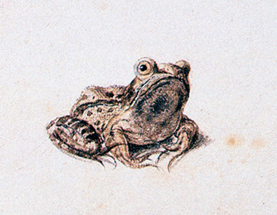 A sixteenth-century illustration of a frog © HIP/Art Resource, New York City