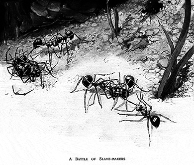 From “Kidnapping Ants and Their Slaves” (Harper’s Magazine, October 1903)