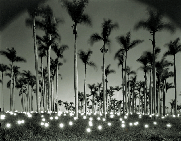 “#356 Palm,” by Tokihiro Sato. Courtesy the artist and Haines Gallery, San Francisco