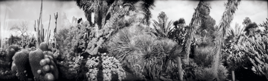 “Cactus Garden at Huntington Gardens,” a photograph by Christine Laptuta. Courtesy the artist and the collections of the Huntington Library, Art Collections and Botanical Gardens, San Marino, California, and the Museu de Arte Moderna, Rio de Janeiro