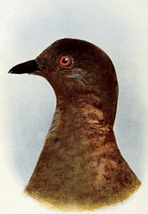 A portrait of Martha, the last passenger pigeon © Paul D. Stewart/Science Source