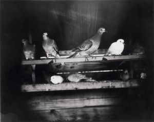 A group of pigeons, including several passenger pigeons, that lived in captivity in the aviary of C. O. Whitman, professor of zoology at the University of Chicago, 1896. Photograph by J. G. Hubbard. Courtesy Wisconsin Historical Society