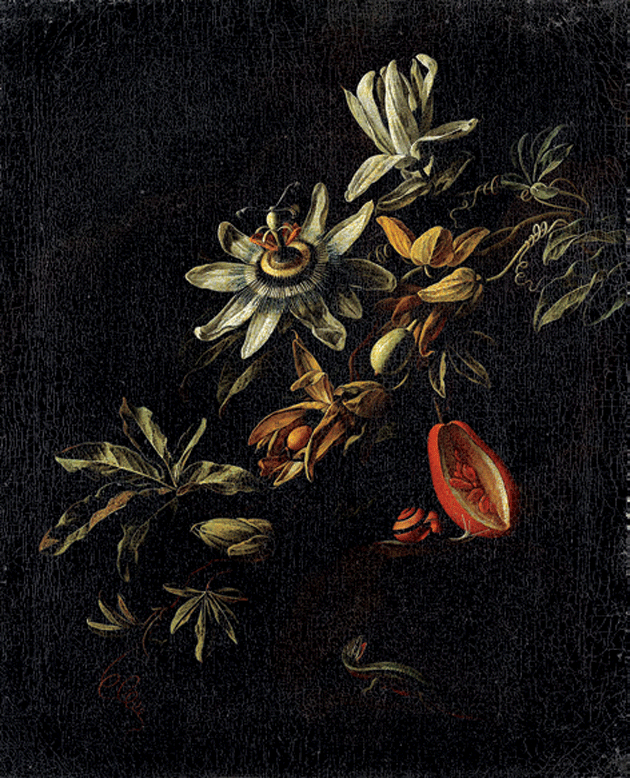Still Life with Passion Flowers, by Elias van den Broeck © akg-images/Quint & Lox