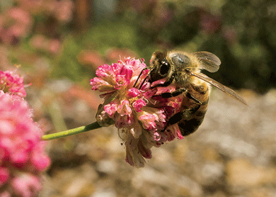 Honeybee in xeriscaped lawn, Hancock Park. All photographs from southern California by Mike Slack.