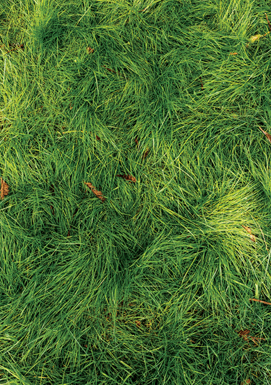 California bent grass (Agrostis pallens), at the home of Lisa and Joshua Greer, Beverly Hills