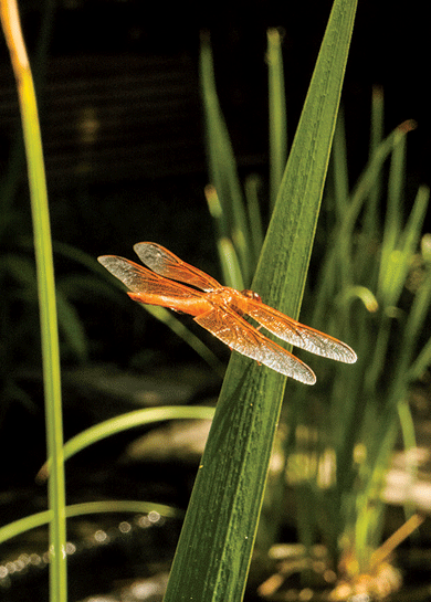 Flame-skimmer dragonfly (Libellula saturata), at the home of Lisa and Joshua Greer, Beverly Hills