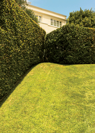 Manicured grass and hedge, Bel Air
