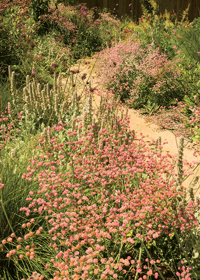 Drought-tolerant landscape, Hancock Park