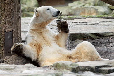 Knut plays with a branch at the Berlin Zoo © Sean Gallup/Getty Images