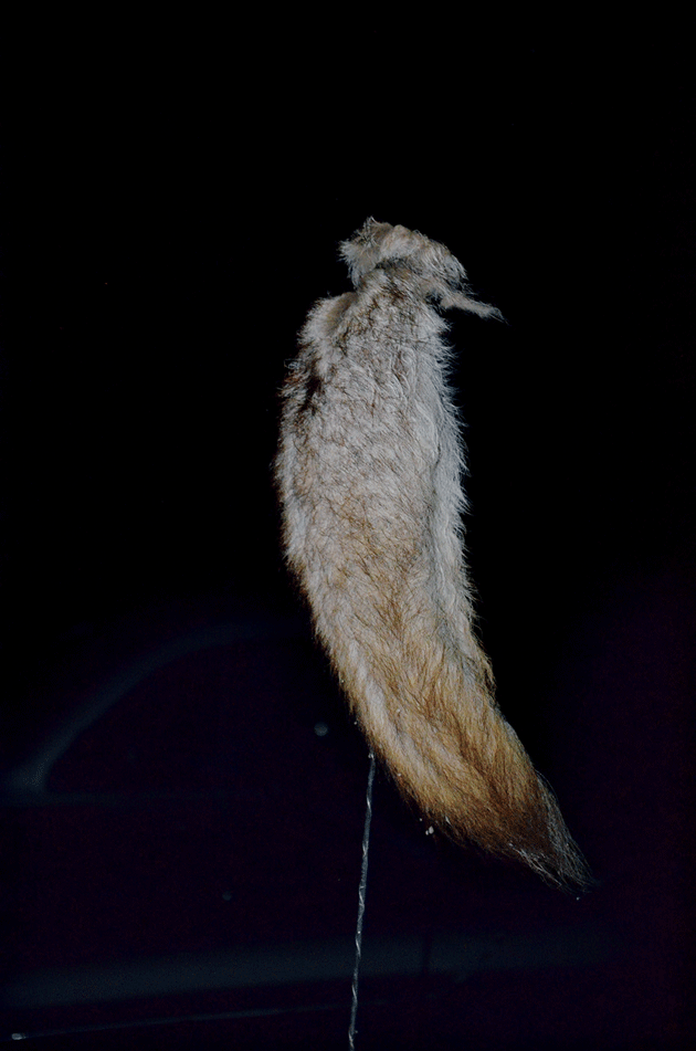 Photograph of a coyote tail affixed to the antenna of a hunter’s truck by Natalie Ertz