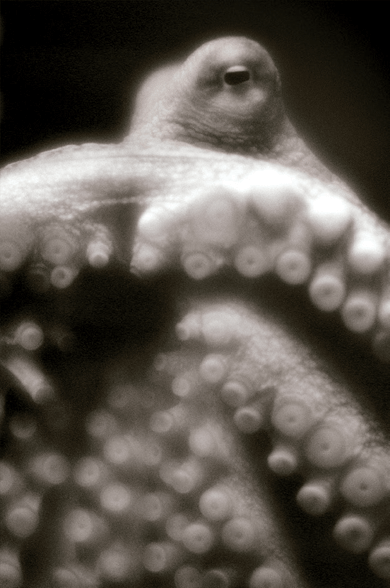 Giant Pacific octopus (Enteroctopus dofleini), from Animalia (Pond Press) © Henry Horenstein 