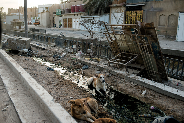 Dogs lying in a polluted canal. Photo from Basra, Iraq, July 2017, by Alex Potter