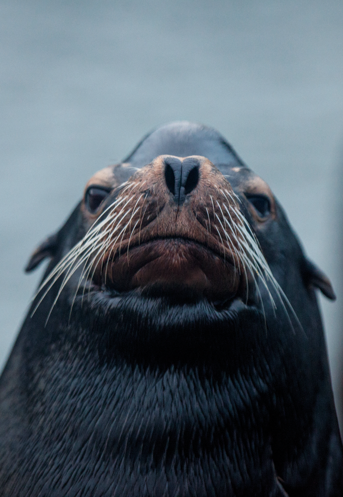 A California sea lion in the East Basin Marina, Astoria, Oregon. All photographs from Oregon, January 2019, by Samuel James for Harper’s Magazine © The artist