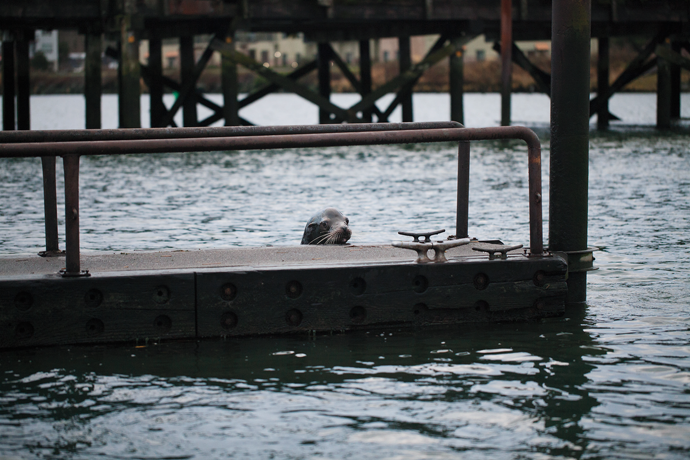 A California sea lion in the East Basin Marina, Astoria