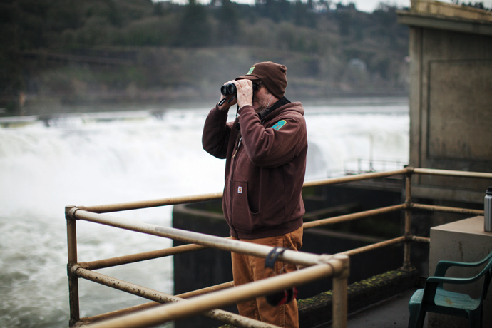 An employee of the Oregon Department of Fish and Wildlife monitors sea lion activity at Willamette Falls