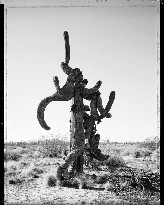 “No. 5-9 1,” from the Saguaros series, by Mark Klett © The artist. Courtesy Etherton Gallery, Tucson, Arizona