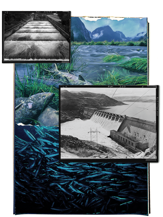 Source photographs: Fish ladders at Bonneville Dam (top left) © Rick Pisio/RWP Photography/Alamy; Spawned-out chum salmon carcasses (top) © Ian McAllister/ National Geographic Image Collection/Alamy; Grand Coulee Dam, 1941 (center). Courtesy Library of Congress; Captive juvenile coho salmon (bottom) © Mark Conlin/Alamy
