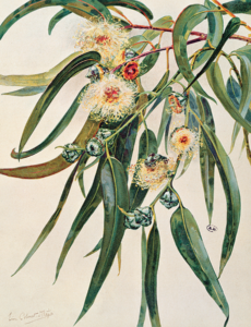 Eucalyptus, by Leon Colinet, from the Encyclopédie de la plante © Archives Charmet/Bridgeman Images