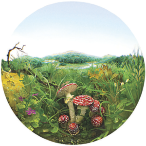 Fly Agaric Cluster, by Patrick Jacobs © The artist. Courtesy Bernice Steinbaum Gallery, Miami