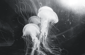 Photograph of jellyfish © Trent Parke/Magnum Photos