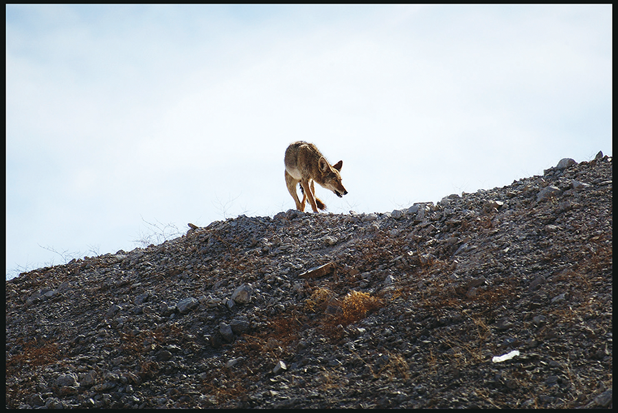 A coyote outside the Yucca Mountain nuclear waste repository in Nevada, 2002 © David Howells/Corbis/Getty Images