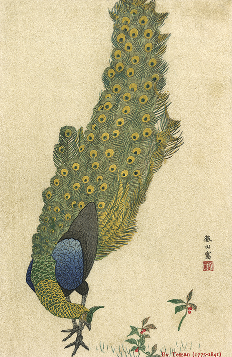 A peacock, by Mori Tessan © Mary Evans Picture Library