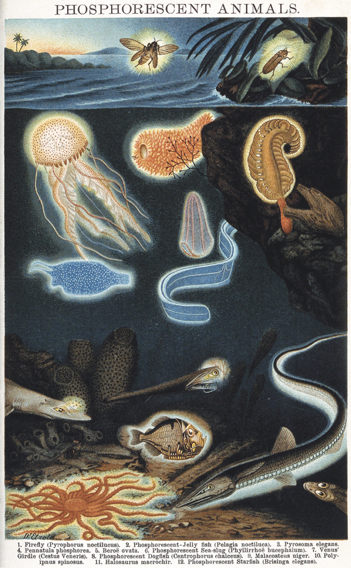 Phosphorescent Animals, after Dr. Etzold. Courtesy Wellcome Collection