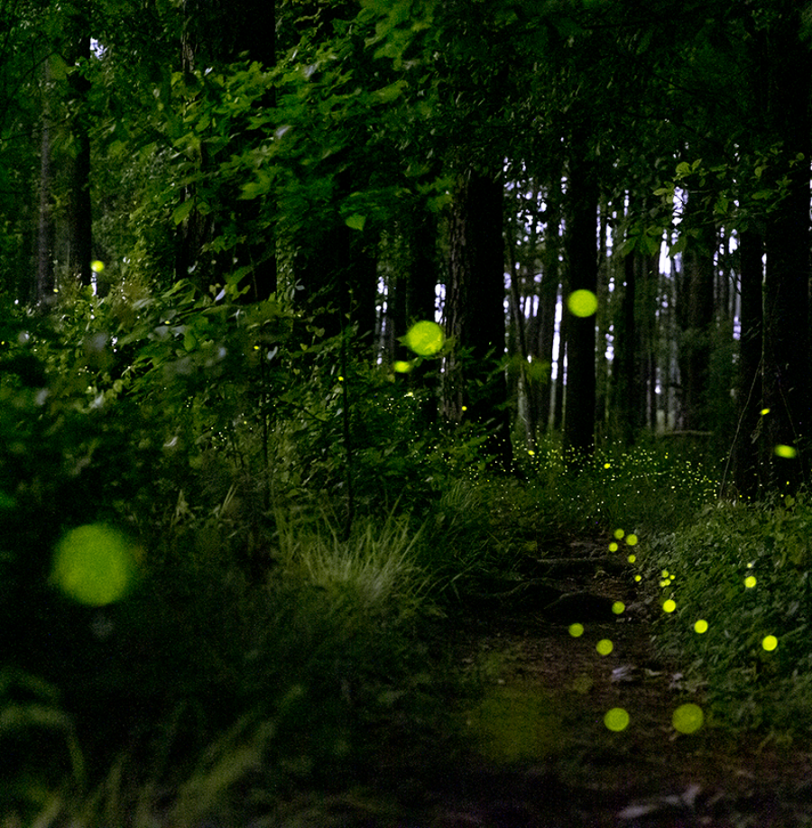 Photuris frontalis illuminate Congaree National Park, South Carolina © Mac Stone