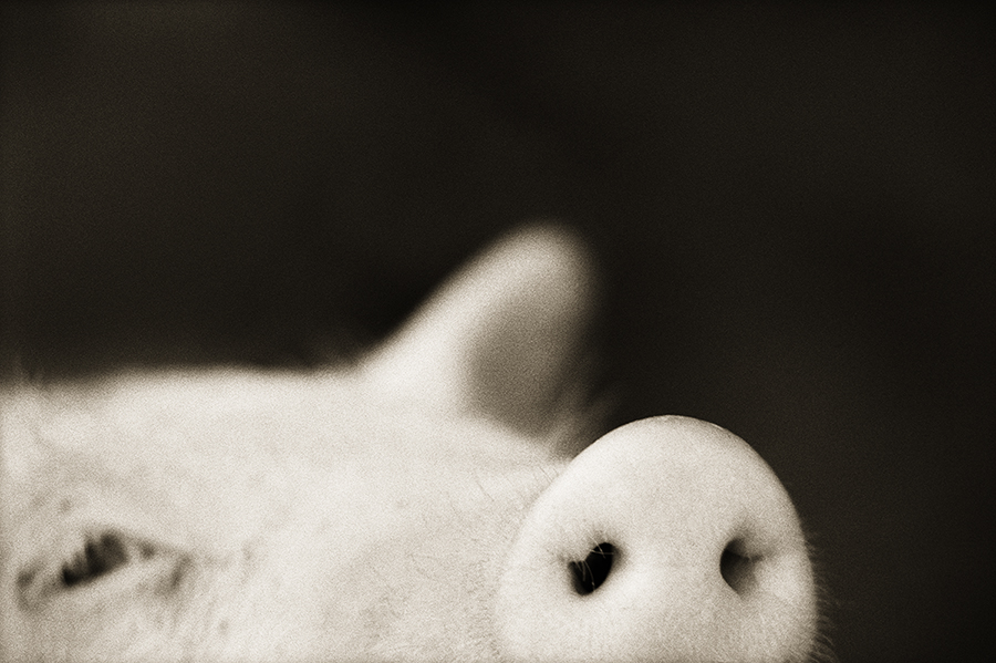 “Domestic Pig—Sus scrofa domestica,” by Henry Horenstein, from the series Animalia © The artist