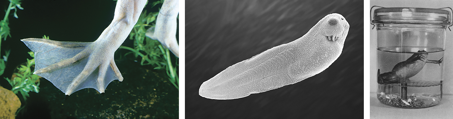 Hind limb of an African clawed frog © Heather Angel/Natural Visions/Alamy; a scanning electron micrograph of an African clawed frog tadpole © Dennis KunkelMicroscopy/Science Source; and an image of the <em>Xenopus</em> pregnancy test from a 1938 article by Edward R. Elkan in the British Medical Journal . Courtesy Lisa Jean Moore