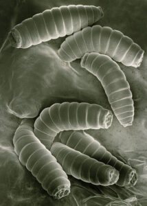 A scanning electron micrograph of maggots © Dr. Jeremy Burgess/Science Source