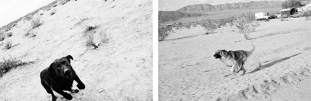 Photographs from the series Dogs Chasing My Car in the Desert, 1996–98, by John Divola, whose work was on view in May as part of the exhibition Hard Copy, at WSA, in New York City. The exhibition was curated by Aaron Stern © The artist