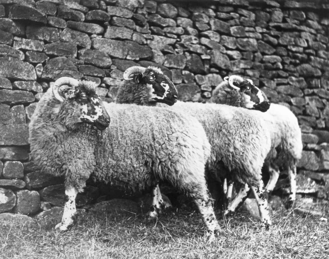 Lonk sheep, c. 1960 © Barnaby’s Studios Ltd./Mary Evans Picture Library.