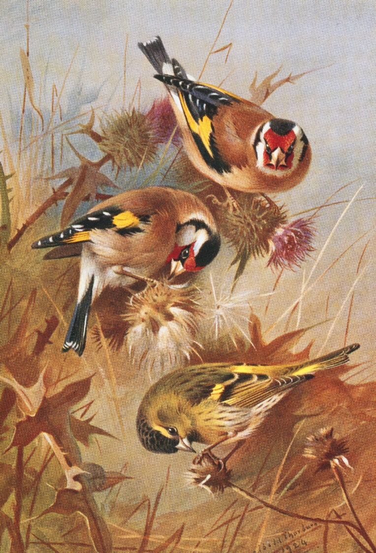 : European goldfinches from Archibald Thorburn’s second edition of British Birds, Vol. 1, 1925 © Natural History Museum, London/Bridgeman Images