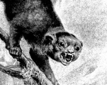 An angry-looking, monkey-like creature showing its teeth.