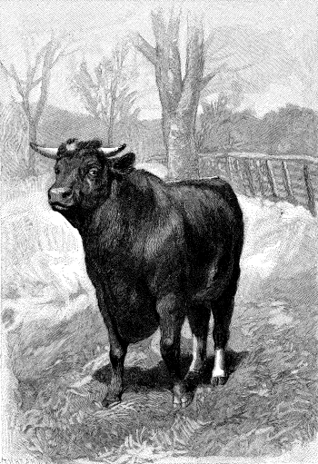 [Image: A Short-Horn Bull, September 1886]