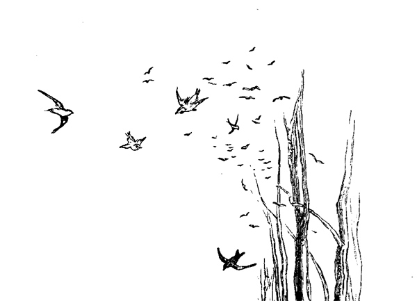 starlings-1877-07-0078